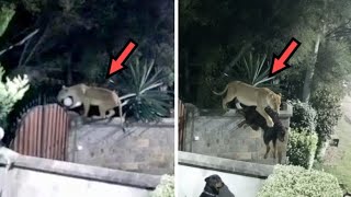 URGENTE: Leoa invade casa e leva Rottweiler! 17 Momentos ÉPICOS da Natureza Selvagem