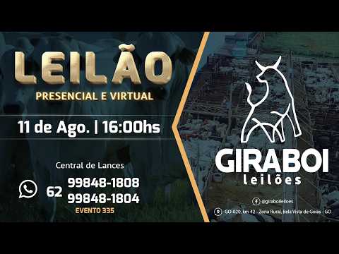 Leilão Gado de Corte - Giraboi Leilões 11/08/2026 Bela Vista de Goiás