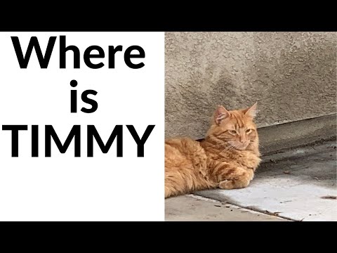 My missing cat Where is TIMMY