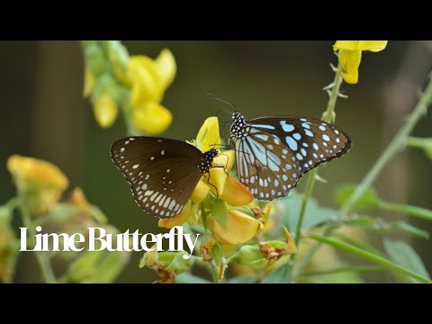 DO YOU KNOW | FLIGHT OF A BUTTERFLY | EGG HATCHING | science for students