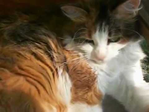 My speaking cats: happy birthday mom-Alles Gute zum Geburtstag Mama(deutsche Sprechblasen)