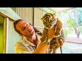 Handraising Newborn Twin Tiger Cubs | BBC Earth Kids