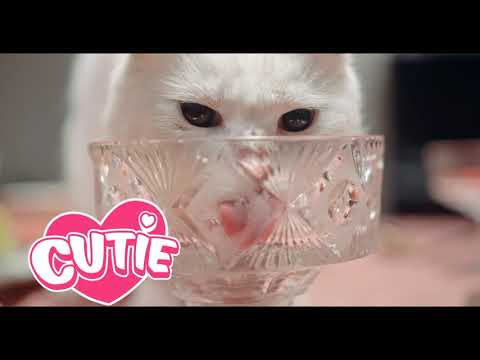 White Cats and Deafness With facts about white cats| white cats deaf|