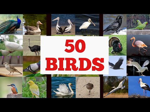 image-How many birds are there names?