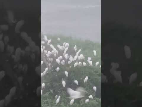 o pantanal das garsas ipiau bahia ponte do japomerin diviza com ipiau Bahia irmão antonio