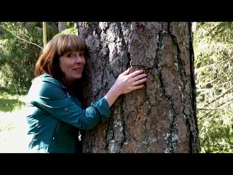 Sommartips - krama ett träd