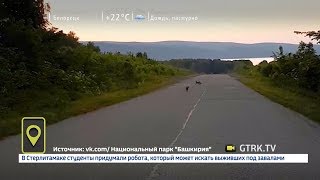 В Башкирии лисиц, играющих на дороге, засняли на видео