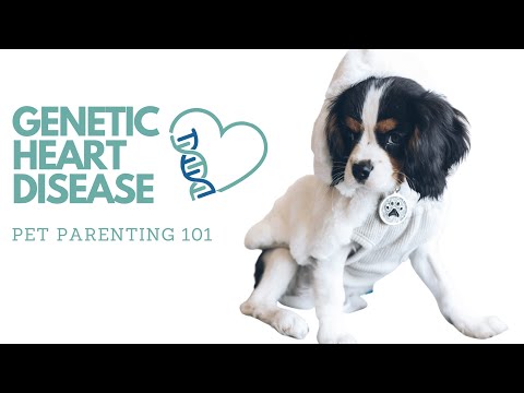 Genetic Heart Disease in Dogs and Cats