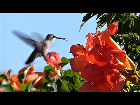 Black-chinned Hummingbird Hovering Feeding