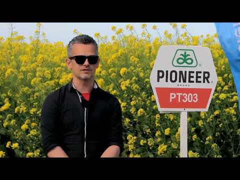 Testimonial Dan Necula - AGRILAND NECULA- despre hibrizii de rapita PT303 & PT298