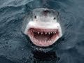 Shark Attack Great White Shark Attacks Boat