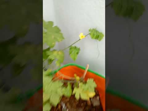 First female flowers on my bittergourd plants/ The Qadir Sisters
