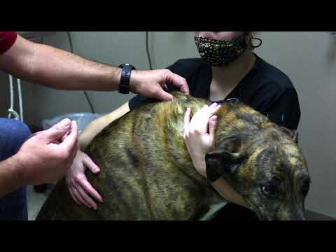 How to administer subcutaneous fluids to your pet