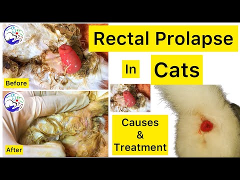 What is the reason of rectal prolapse in cats | Reoccurring rectal prolapse
