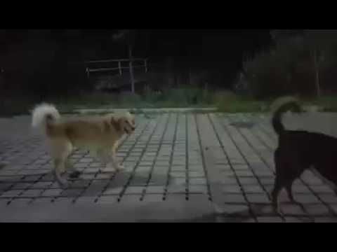 Kujdes kur shkoni në Gërmi, mund të pësoni nga qentë - Klan Kosova