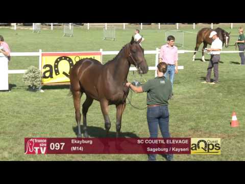 Sow AQPS Le Lion 2016 : Lot 97 - Ekayburg