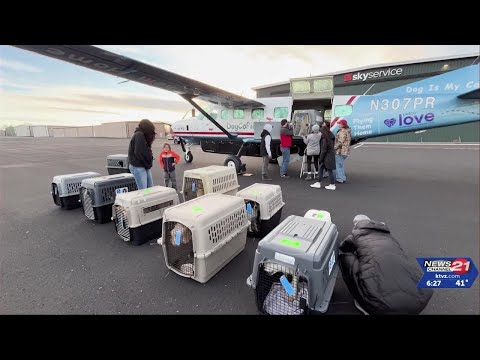 Street Dog Hero welcomed 28 dogs into their care, at the Bend Airport