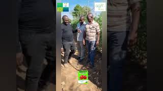 How Freedom F1 Tomato Redefines Finacial Freedom For Zambian Tomato Organic Farmers/#organicfarming