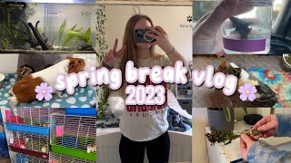 Spring Break Vlog || with 4 guinea pigs & 2 betta fish