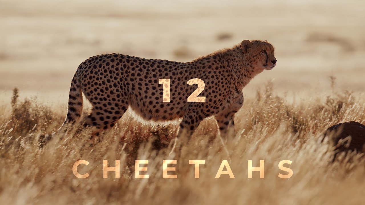 12 Cheetahs - YouTube