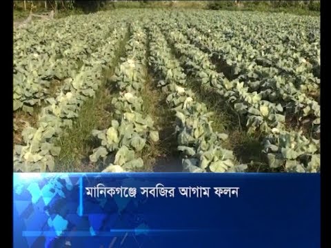 মানিকগঞ্জে সবজির আগাম ফলন