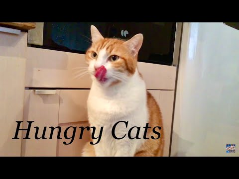 Why is my cat so hungry all the time?  🇫🇷    Lovely Cats  Abricot and Podo