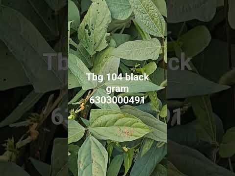 Black Gram Seeds tbg104