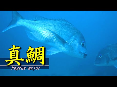 マダイ
