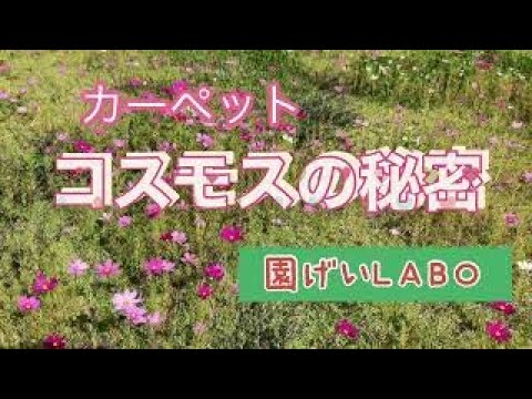 コスモスの種の育て方 自家播種 侵襲的 発芽可能 来シーズン一人で育てる
