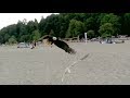 Crows Attack Bald Eagle Attacking Young Seagull Spanish Banks Vancouver