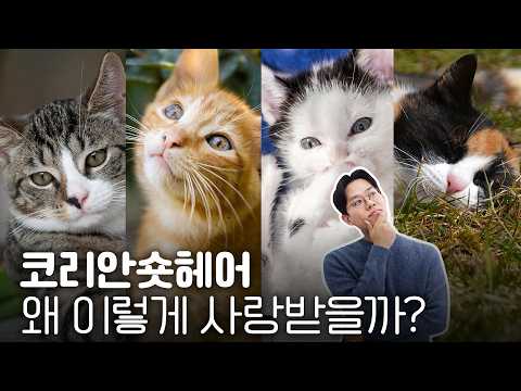 20분 순삭! 코숏을 키우고 있다면 꼭 알아야 할 충격적인 사실