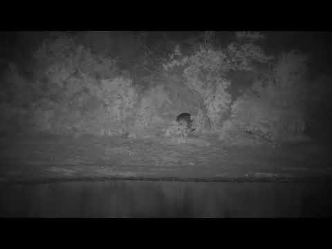 Djuma: Hippo leaving - 02:33 - 10/19/2022