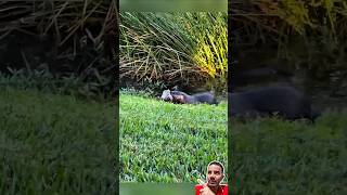 Lontra Ataca Iguana 😱🦦🦎