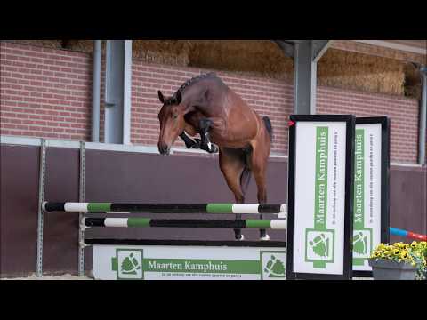 (Sold UK) Mare, born 2016 by Monte Bellini x Heartbreaker