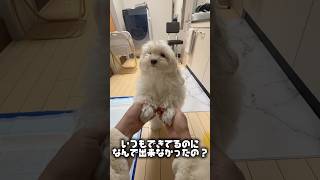 おしっこに失敗して隠れる犬