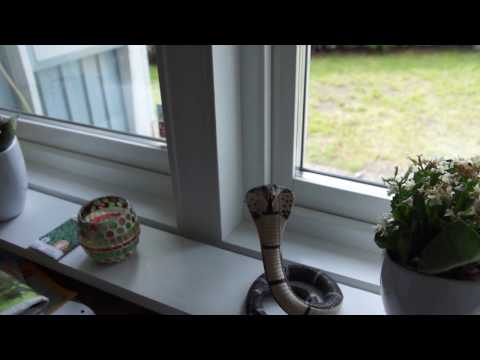 August Hylse - minne till min kära KOBRA - film från 2016