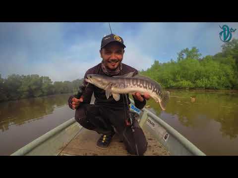 DevilCraft Fishing TV #23 - Giant SnakeHead, Kampung Dew