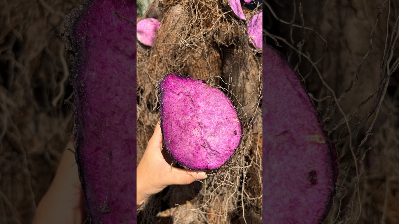 Goodprice Purple Ube Powder Production Process