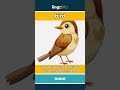 bird - an animal with feathers and... video thumbnail