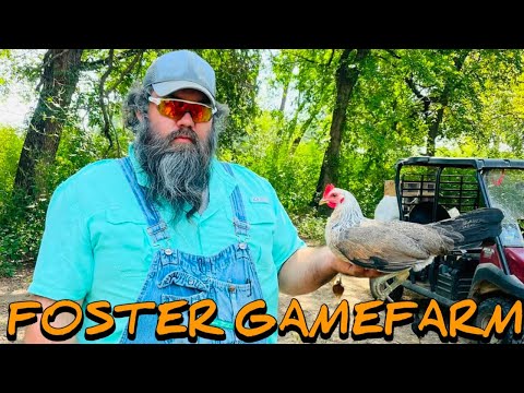 Grey Kelso - FOSTER FARM - Mitch Winters