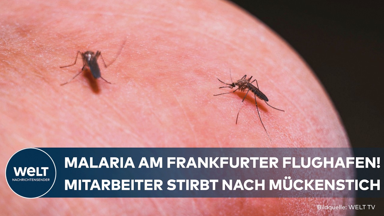 DEUTSCHLAND: Mitarbeiter stirbt an Malaria! Infizierte Mücke am Frankfurter Flughafen eingeschleppt
