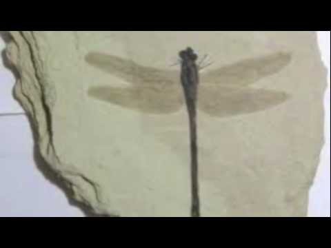 VELIKA - Mistress Dragonfly (Original mix)