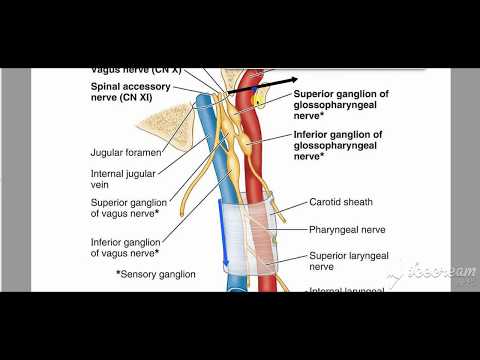 Carotid Sheath Contents