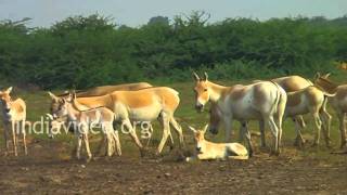 Wild Asses in Little Rann of Kutch, Gujarat 