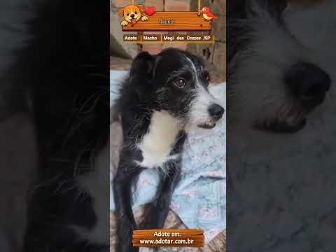 Vídeo de Bruce