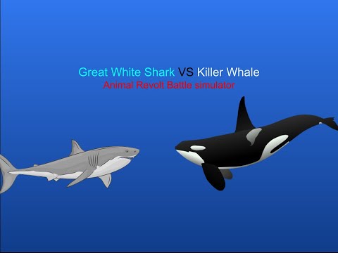 Great White Shark vs Killer Whale / Orca | Animal Revolt Battle Simulator