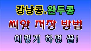 [텃밭농부. 1,149]  강낭콩. 완두콩 씨앗을 이렇게 만들고 보관하세요! #완두콩재배 #강낭콩재배