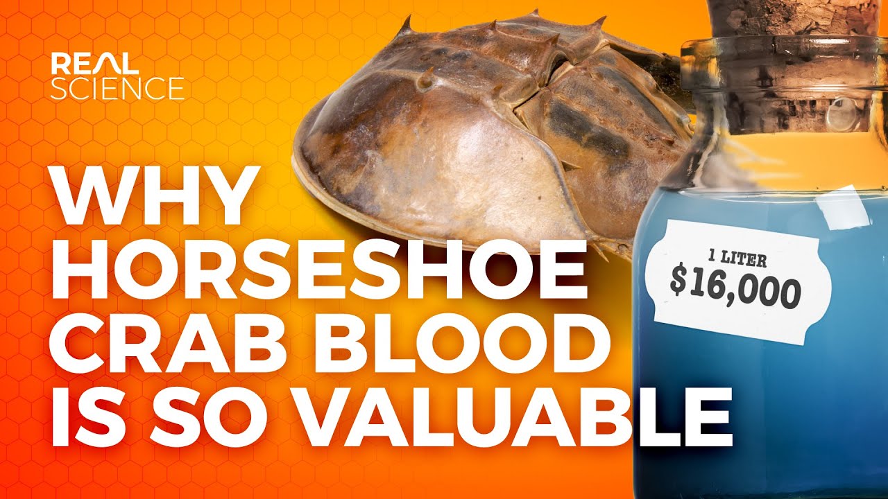 Why is horseshoe crab blood so valuable?