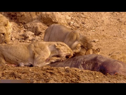 Caçadores da Africa - Os Reis de Nsefu