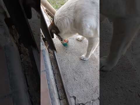 Desayuno #cordoba #perros #dogshort #miradacanina #casagrande #dogsshort